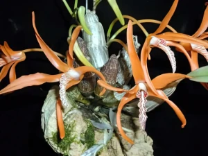 Bild von Dendrobium lanyiae 1